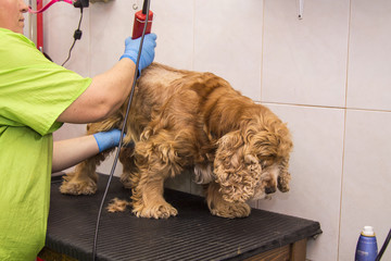 cutting hair to a cocker spaniel dog at the hairdresser