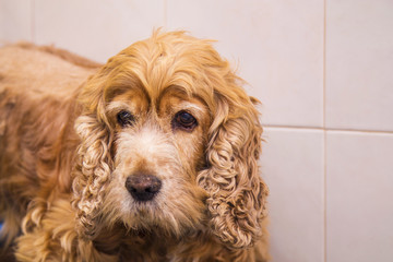 dog cocker spaniel