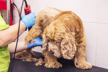 cutting hair to a cocker spaniel dog at the hairdresser