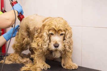 cutting hair to a cocker spaniel dog at the hairdresser