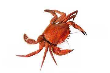 seafood, crab isolated on white