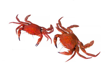 seafood, crabs isolated on white