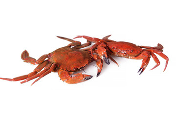 seafood, crabs isolated on white