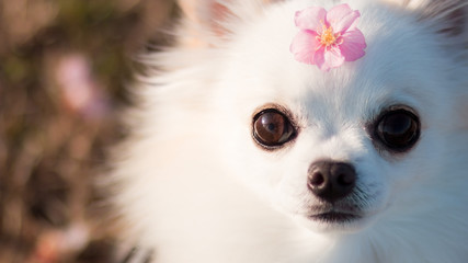 桜の花とチワワ