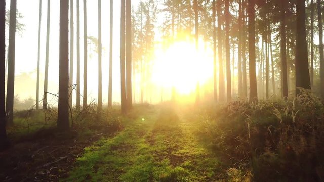 Steadicam flies through tree row. Stabilized video of autumn walk with sun peeking behind trees.