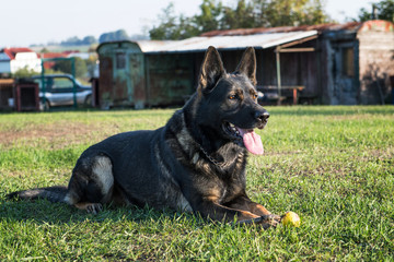 German shepherd lies on the grass in the park..