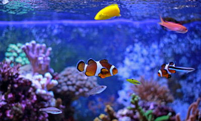 Popular fish enjoy in coral reef aquarium tank