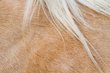 close up horse skin or fur concept for background