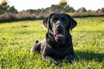 Face of black dog in the park at sunny day.