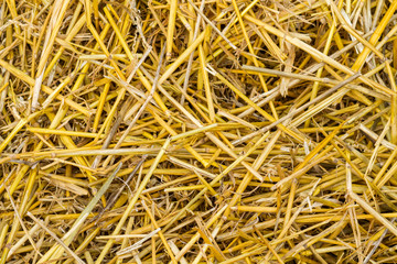 straw, dry straw, straw background