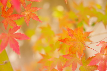 紅葉し始めたイロハモミジ