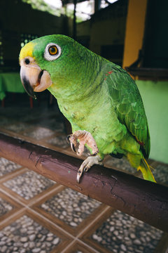 Green parrot