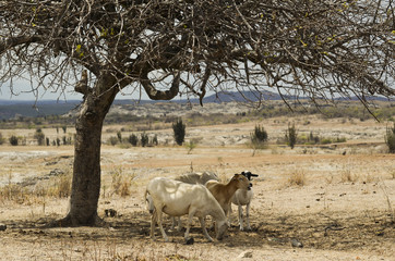 Goats shadow tree 01