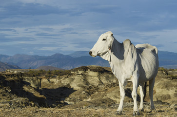 cow desert