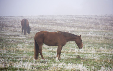 Horses grazing in the mist. Autumn foggy morning.