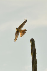 Hawk Flying with spread wings over a cactus at the Tatacoa desert in Colombia
