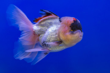 Lionhead goldfish with blue background