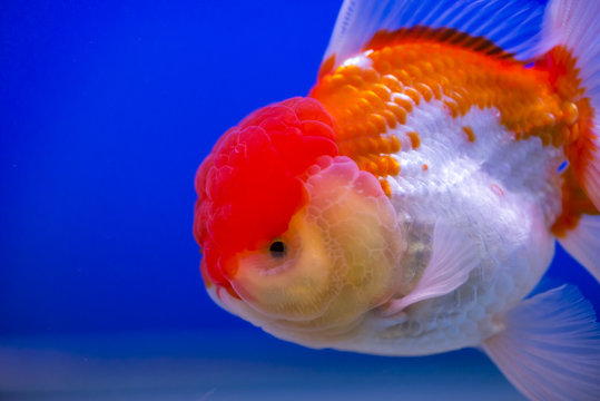 Lionhead goldfish or Close up lionhead goldfish