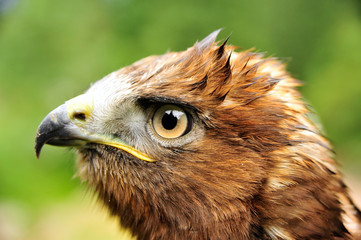 Golden eagle (Aquila chrysaetos). The golden eagle is one of the best-known birds of prey in the Northern Hemisphere. It is the most widely distributed species of eagle.