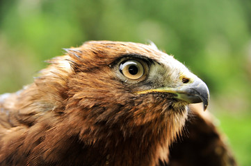 Golden eagle (Aquila chrysaetos). The golden eagle is one of the best-known birds of prey in the Northern Hemisphere. It is the most widely distributed species of eagle.