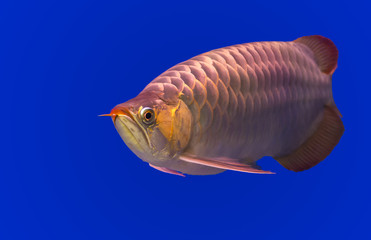 Gloden Arowana fish