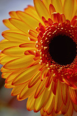 Gerbera orange close up. The freshness of the flower in floristry