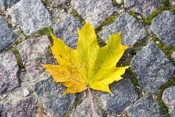 maple leaf on pavement autumn background