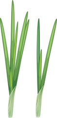 Green onion leaves on white background