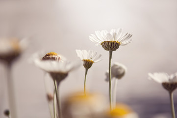 Pale white daisy flowers reach up toward white light