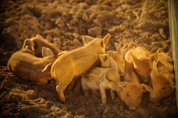 Red piglets of the Hungarian Mangalci breed are not afraid of the cold. From the bad weather piglets are protected by thick and warm fur. For small farms.
