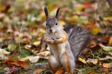 cute squirrel in the autumn forest милая и красивая белка в осеннем лесу