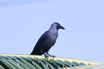 Crow on coconut tree