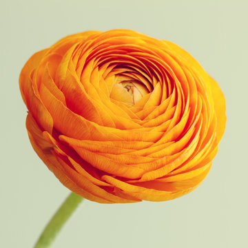 Macro Of Orange Ranunculus Flower