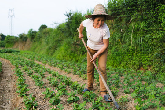 farmer working in the field
