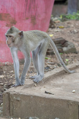 Obraz premium Monkeys - rhesus macaque in one of the temples of Thailand.