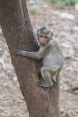Monkeys - rhesus macaque in one of the temples of Thailand.