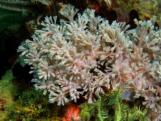 Naklejka premium Soft coral