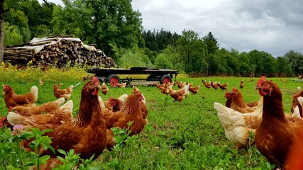 Bio Hühner Herde  auf grüner Wiese 2