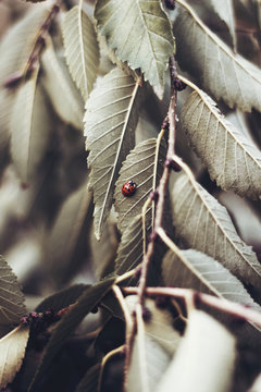 Ladybug on branches
