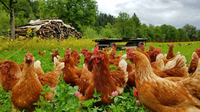 Bio H&uuml;hner Herde  auf gr&uuml;ner Wiese 3