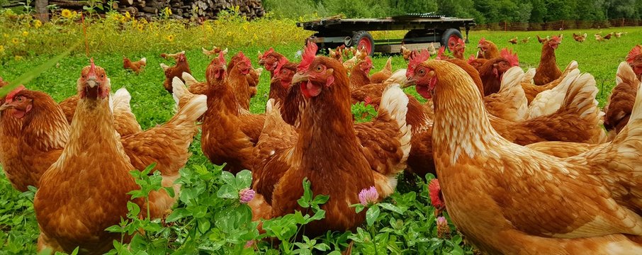 Bio H&uuml;hner Herde  auf gr&uuml;ner Wiese 1