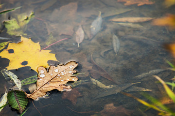 autumn leaves fallen into the water of the river or pond. focus on the water droplets