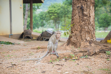 Fototapeta na wymiar Monkeys - rhesus macaque in one of the temples of Thailand.