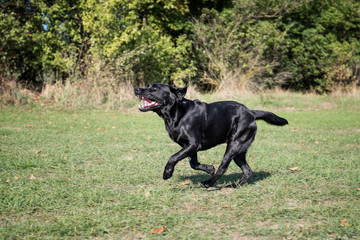 Black dog running in the park at sunny day.