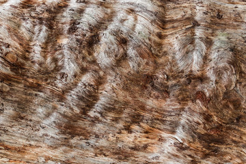 Texture of an old dead tree with removed bark