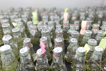 experiment of plant tissue culture plant cell  in the technology laboratory bottle on shelf