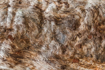 Texture of an old dead tree with removed bark