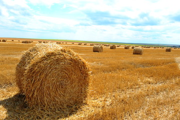 Large round straw bales on the field in a sunny day