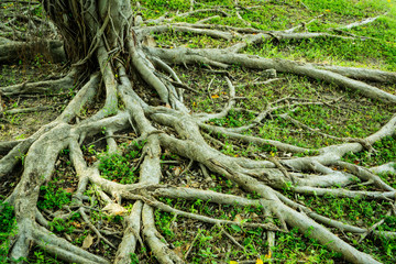 Prop root of banyan tree and green grass with natural sunlight