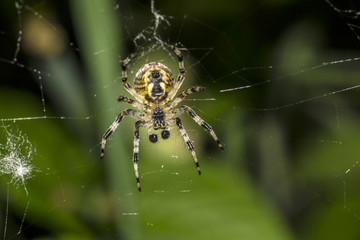 Spider on a spider web close-up